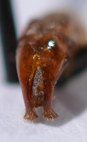 Réf. 257 490 : Pygora pulchripes